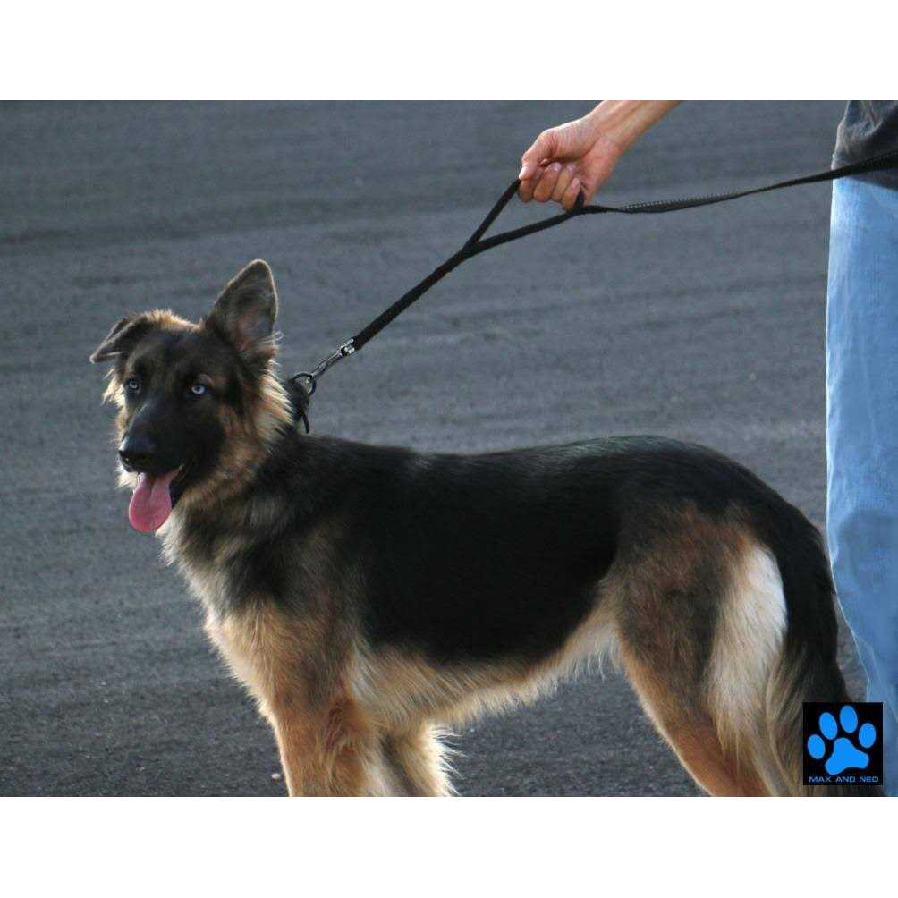 Double Handle Reflective Dog Leash P2571