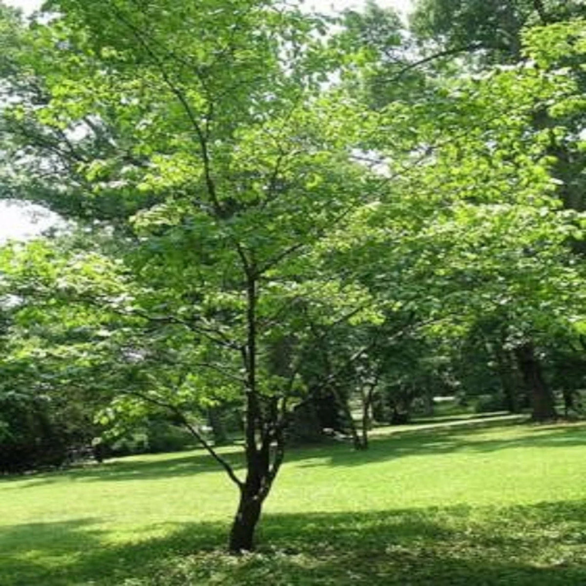 White Flowering Dogwood Tree Live Plant with Pot T12778