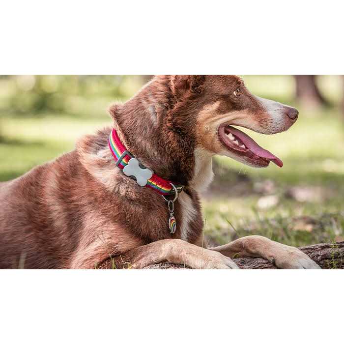 Enamel Pet ID Tag T25095