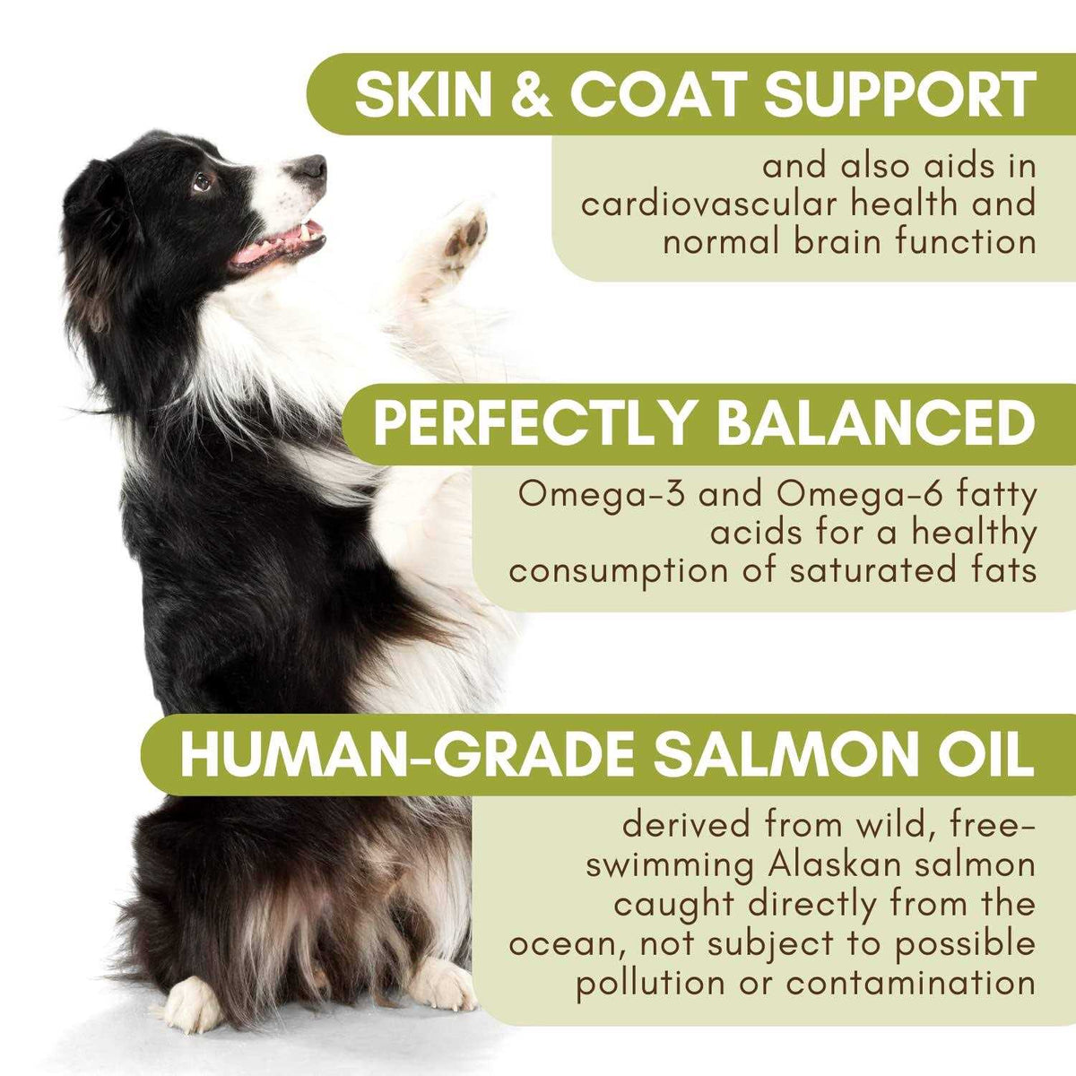 Salmon Oil A237