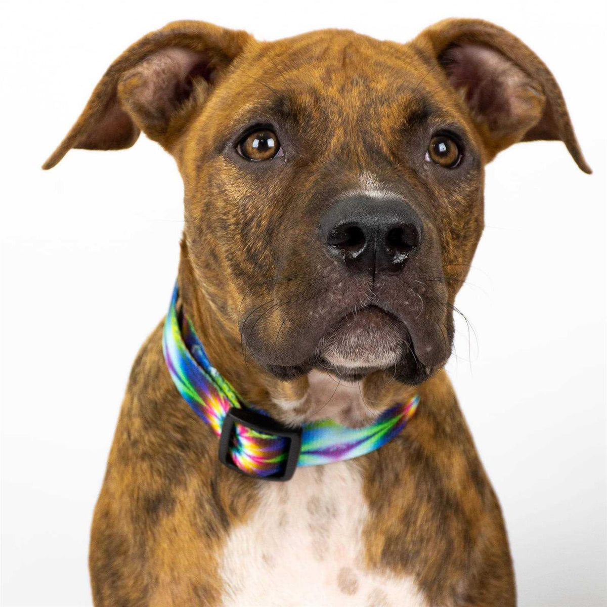 Deluxe Dog Collar O440