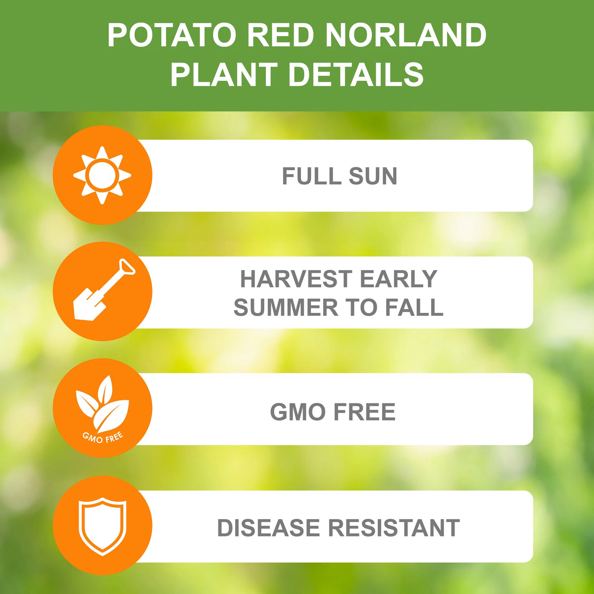 Red Norland Seed Potatoes, Non-GMO (5LB Bag) R7827