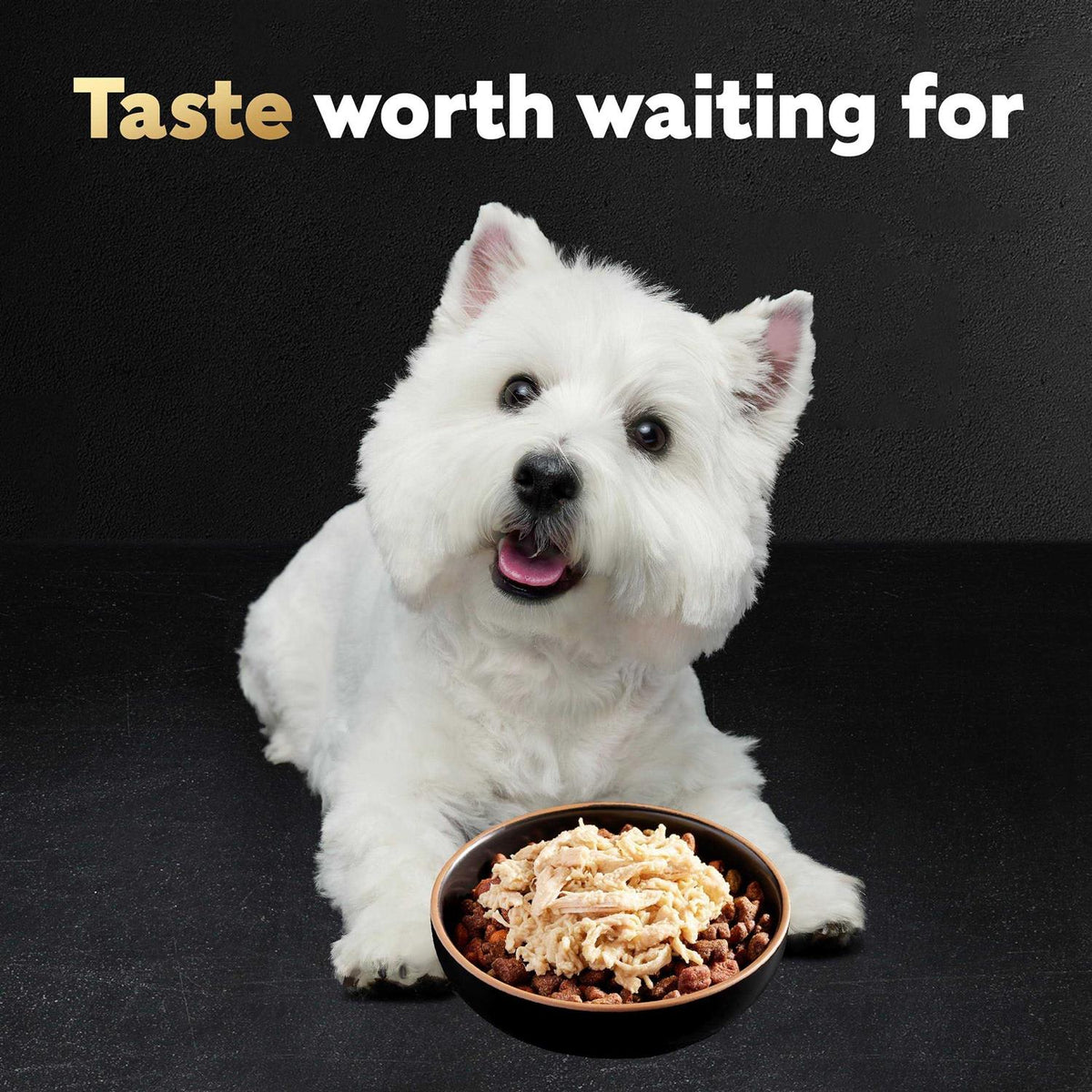 Wet Dog Food Y128400