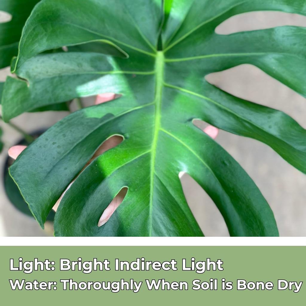 Monstera Deliciosa Live Plant with 4 Inch Pot W9025