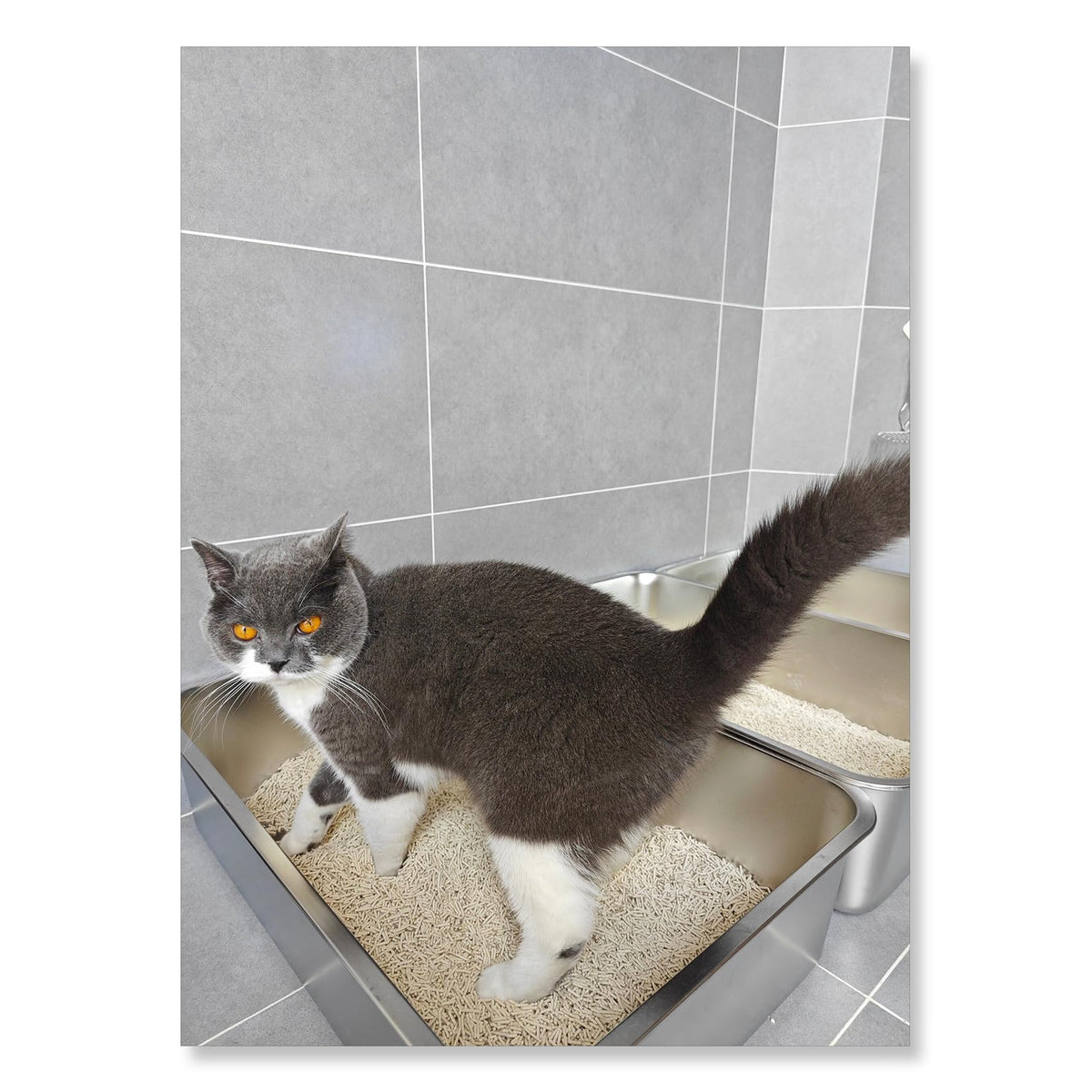 Stainless Steel Small Cat Litter Box M25446