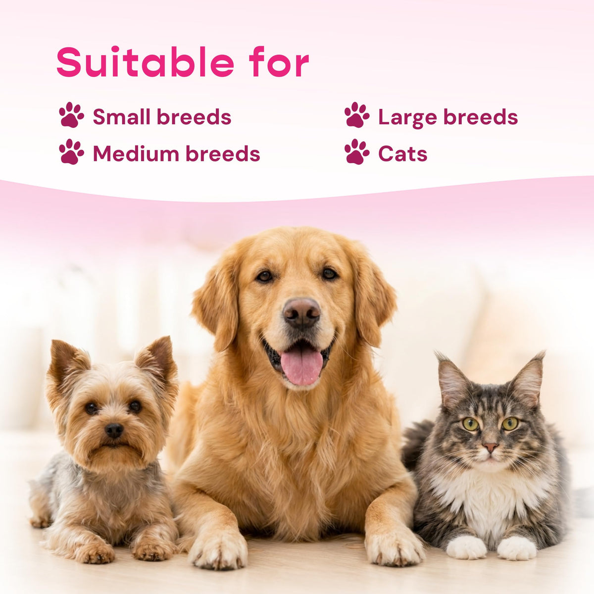 Liquid Pet Supplement with Astragalus, Elderberry, Echinacea & Beta Glucan, 2 fl oz U91841