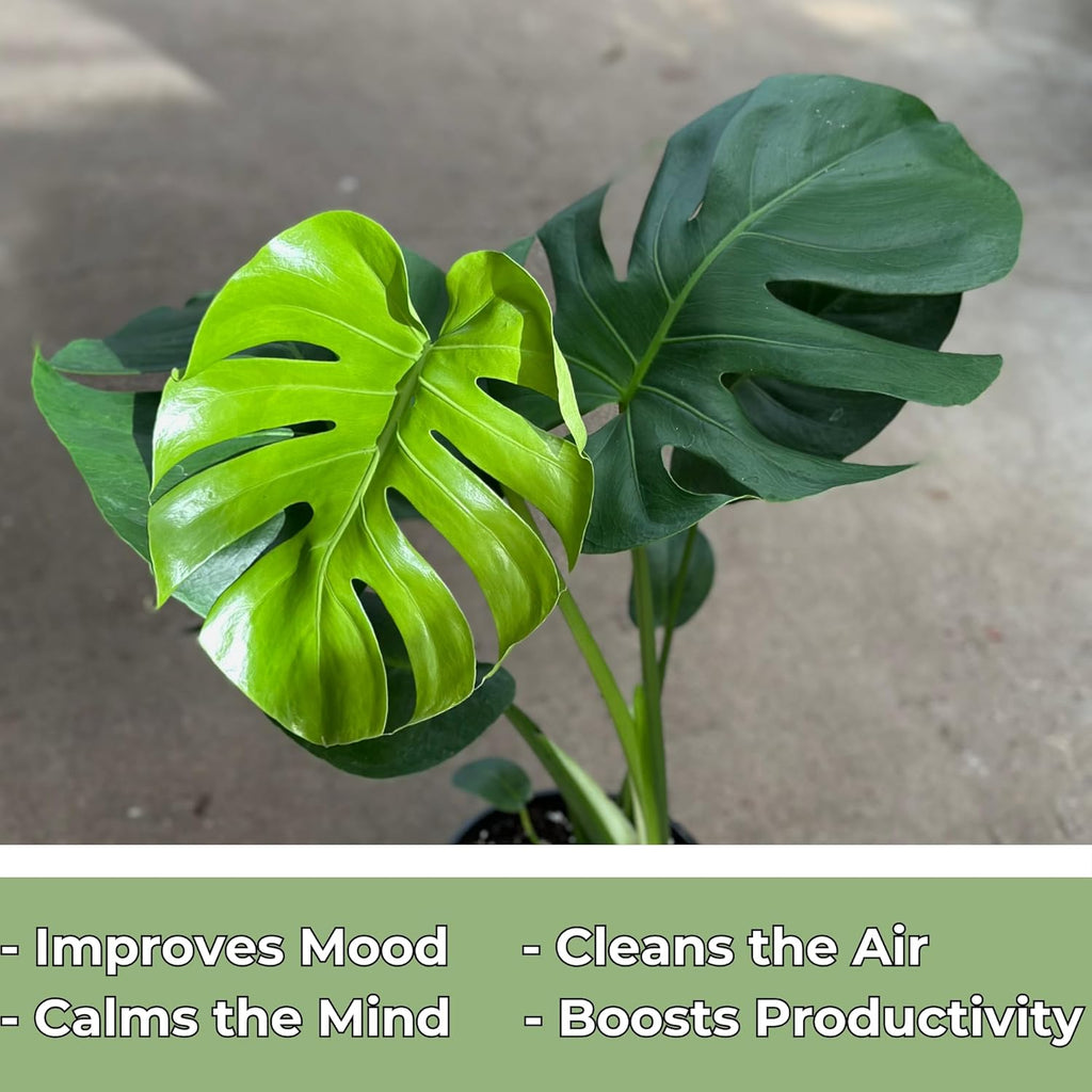 Monstera Deliciosa Live Plant with 4 Inch Pot W9025