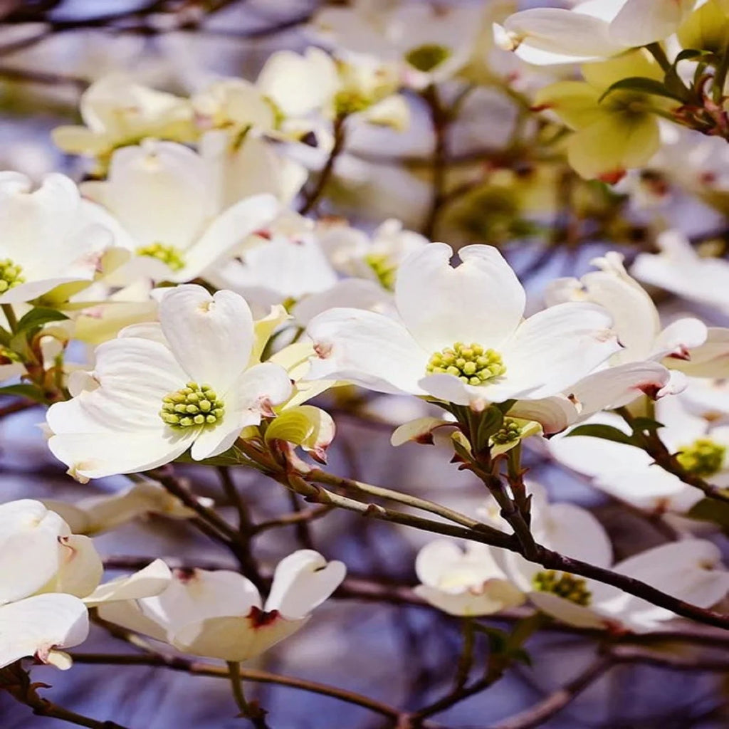 White Flowering Dogwood Tree Live Plant with Pot T12778