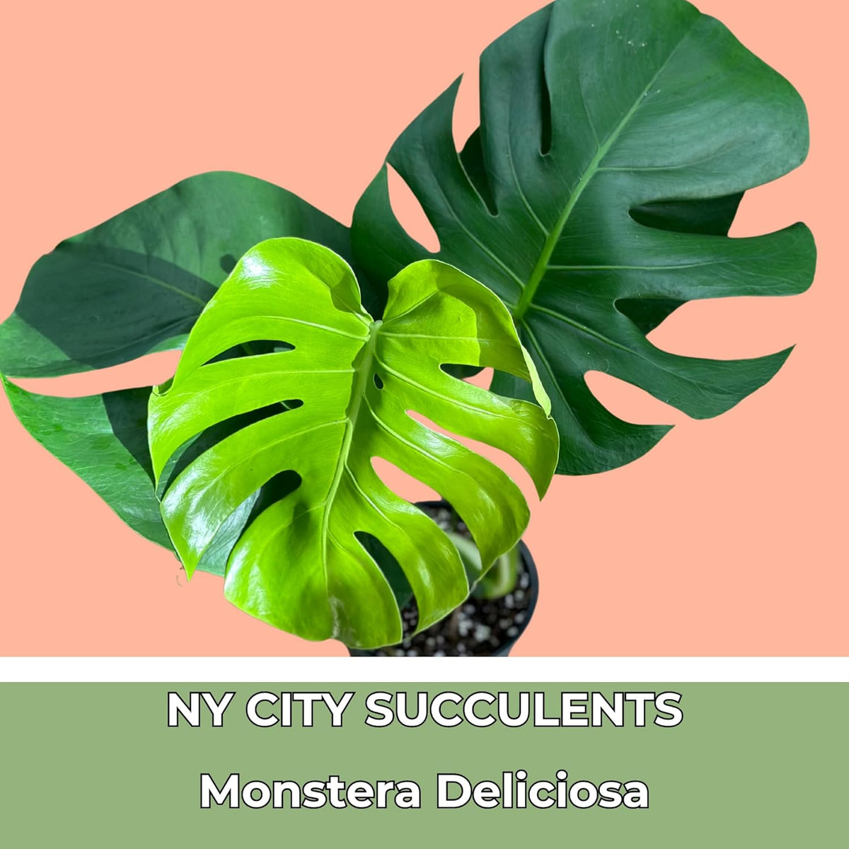 Monstera Deliciosa Live Plant with 4 Inch Pot W9025