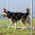 Large Pet Dog Kennel Cage 7.5' x 7.5' Playpen V3087