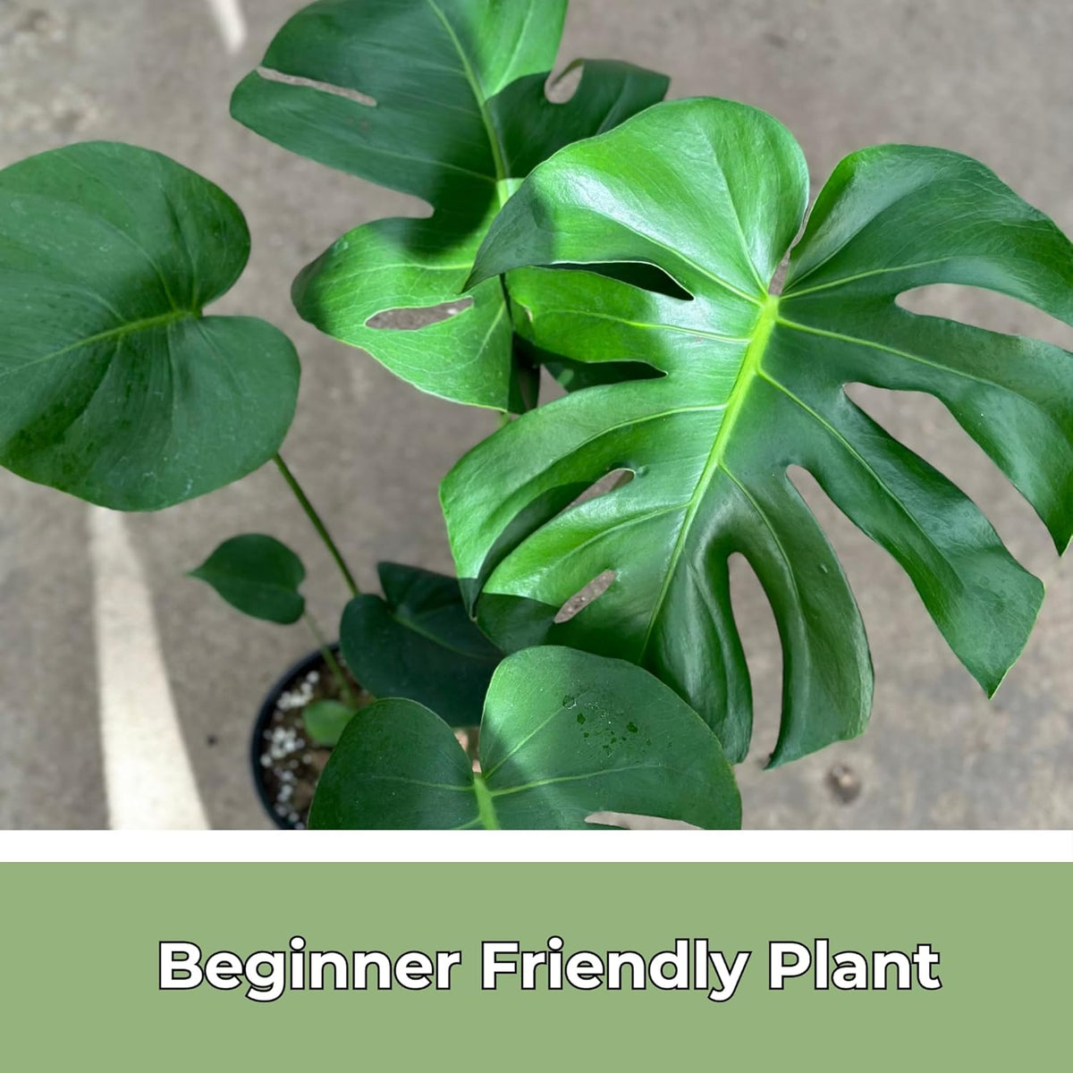 Monstera Deliciosa Live Plant with 4 Inch Pot W9025