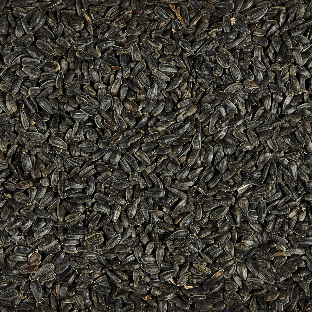 Black Oil Sunflower Wild Bird Food, 20 Pounds M5558