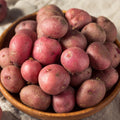 Red Norland Seed Potatoes, Non-GMO (5LB Bag) R7827