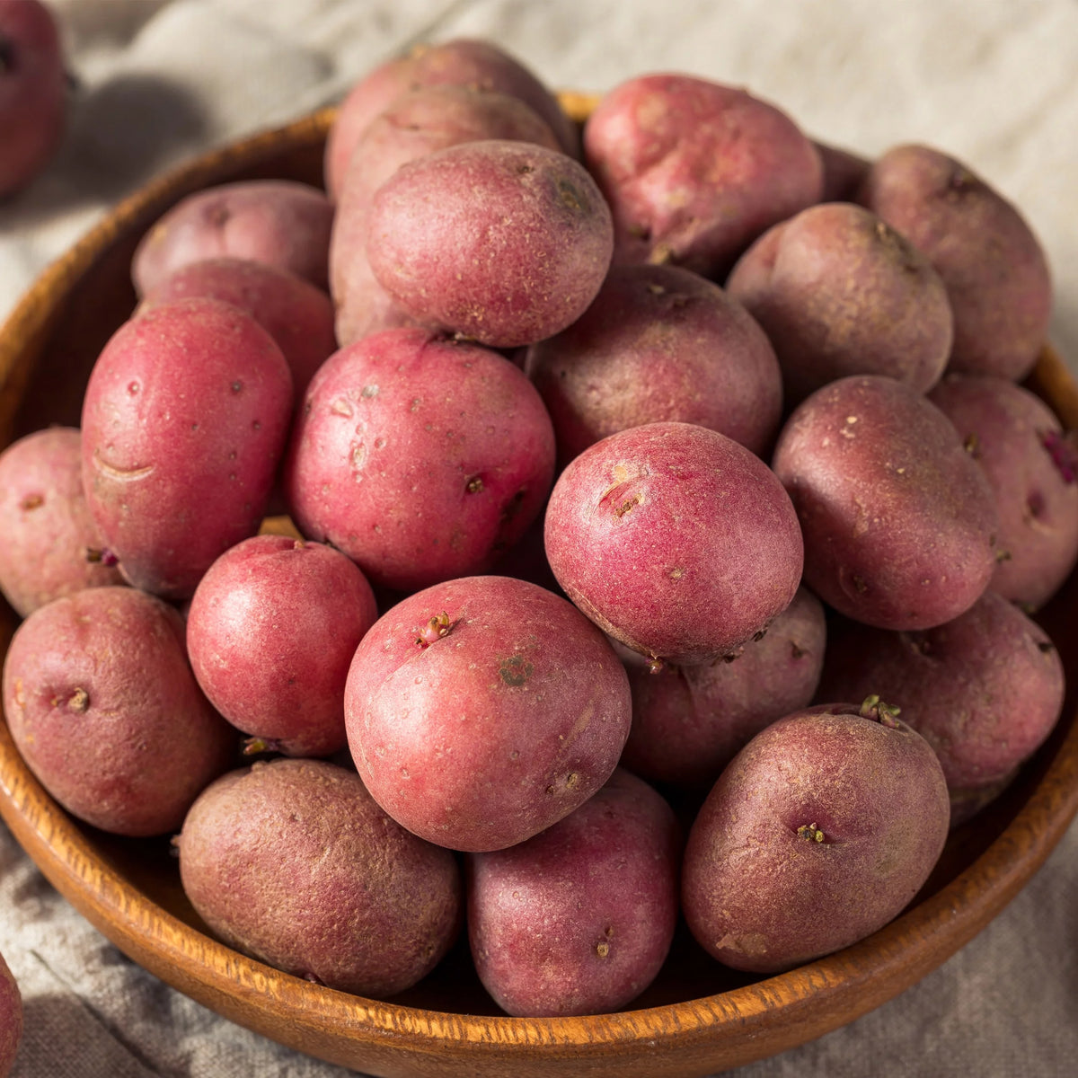 Red Norland Seed Potatoes, Non-GMO (5LB Bag) R7827