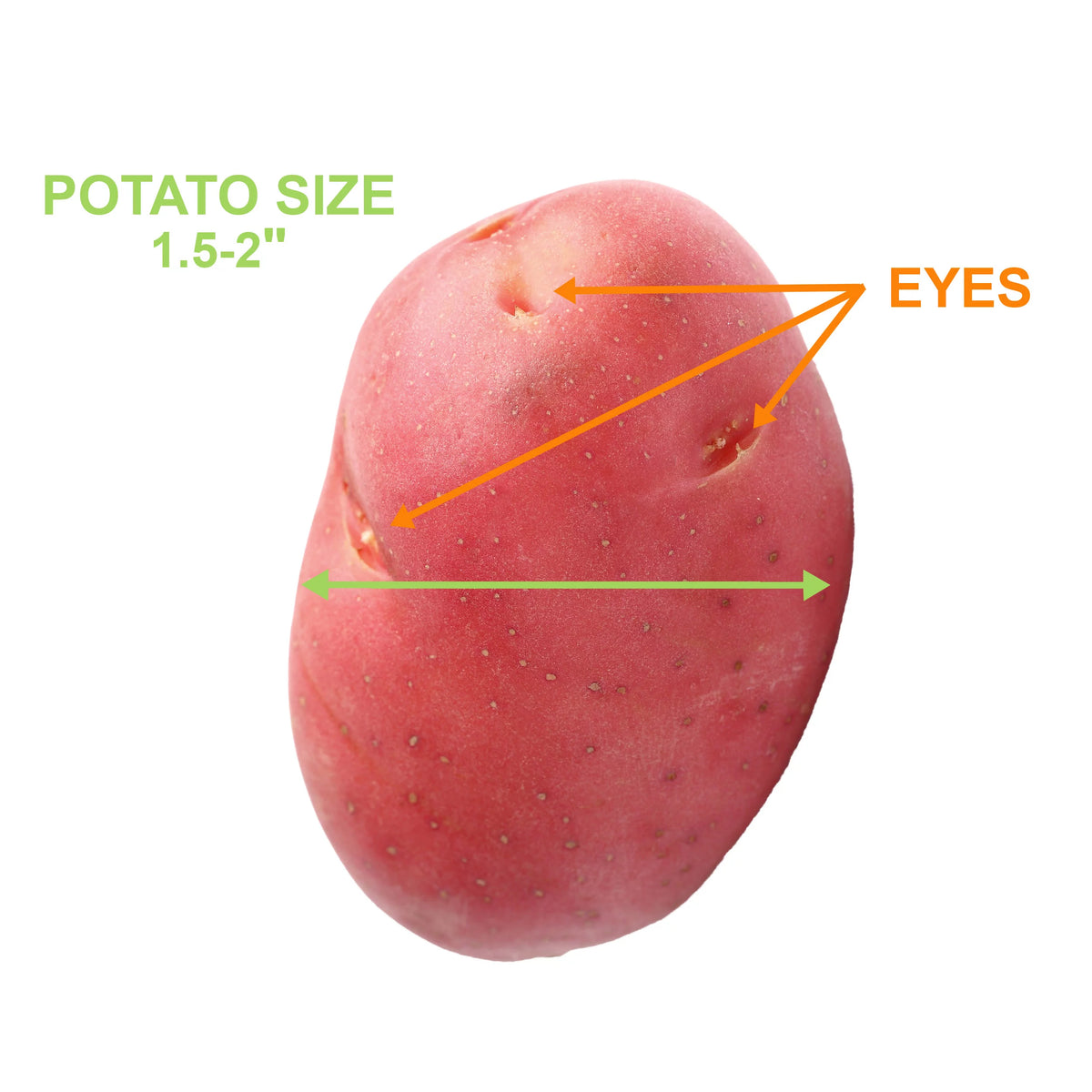 Red Norland Seed Potatoes, Non-GMO (5LB Bag) R7827