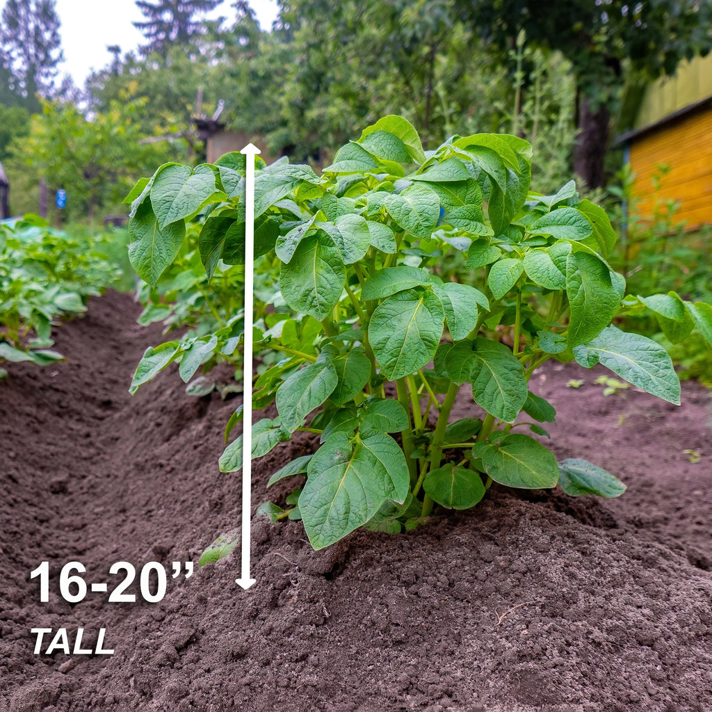 Red Norland Seed Potatoes, Non-GMO (5LB Bag) R7827