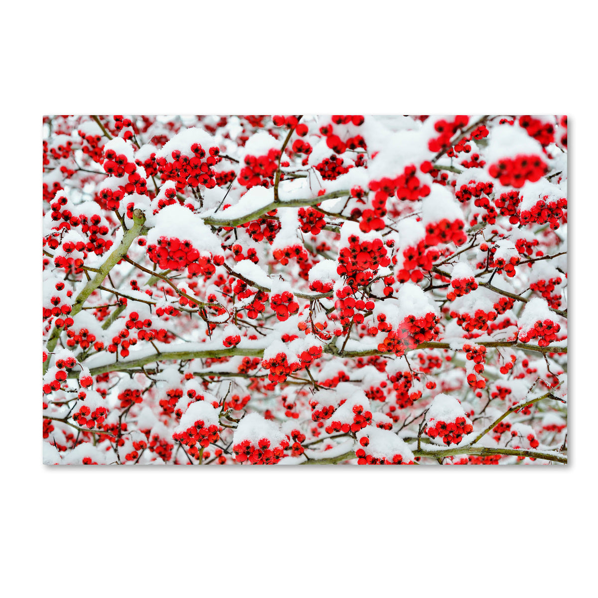 Canvas Art X153
