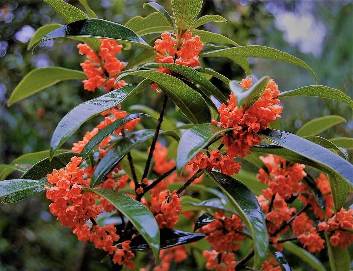 2 Gallon Pot Fragrant Tea Olive Live Plant Y69612