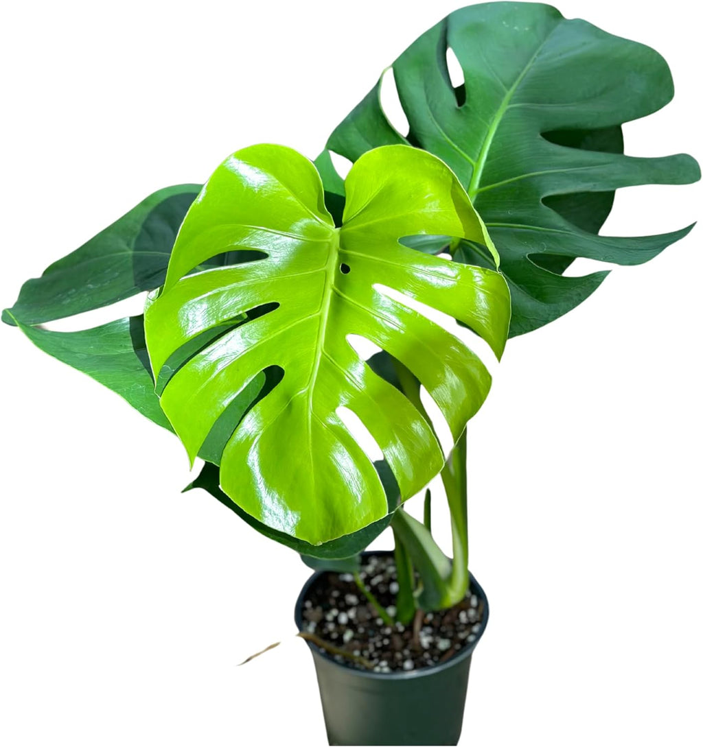 Monstera Deliciosa Live Plant with 4 Inch Pot W9025