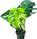 Monstera Deliciosa Live Plant with 4 Inch Pot W9025