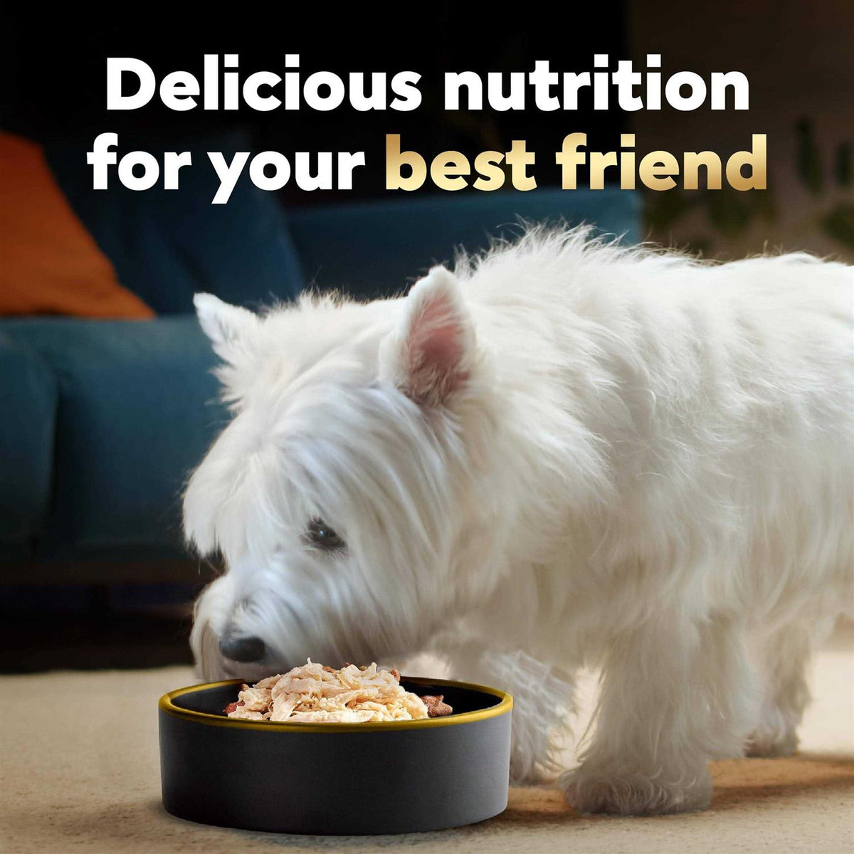 Wet Dog Food Y128400