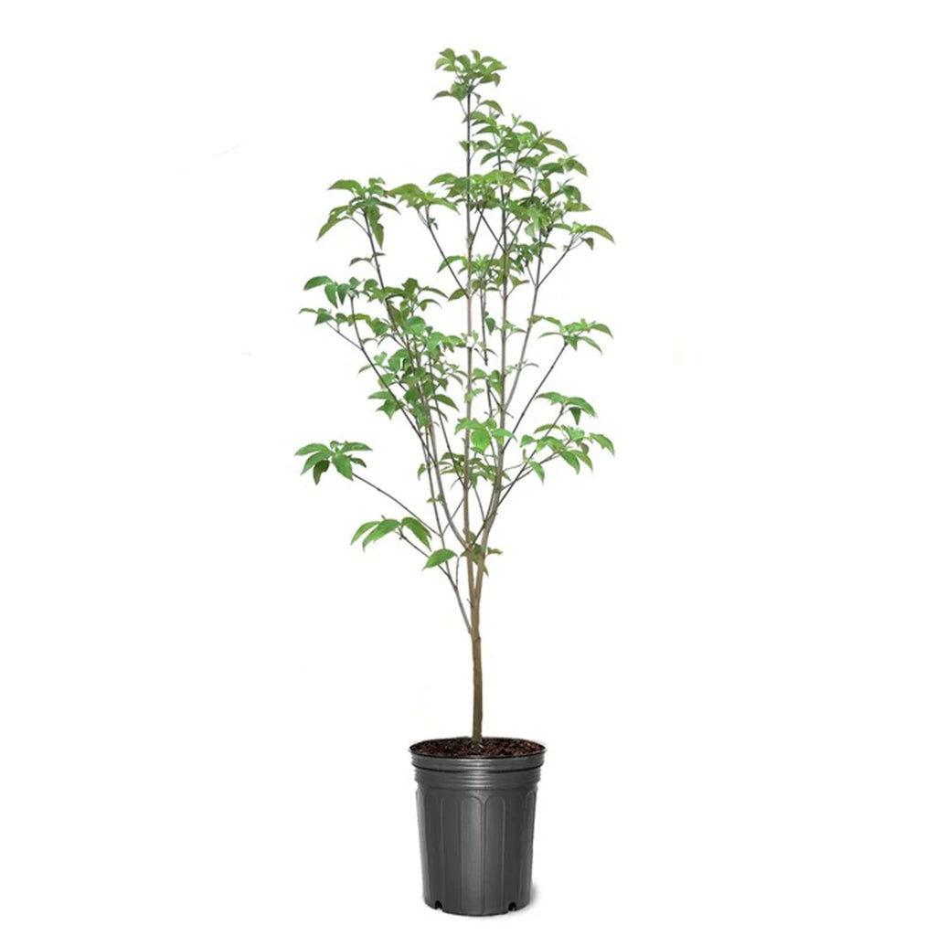 White Flowering Dogwood Tree Live Plant with Pot T12778