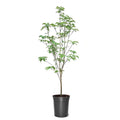 White Flowering Dogwood Tree Live Plant with Pot T12778