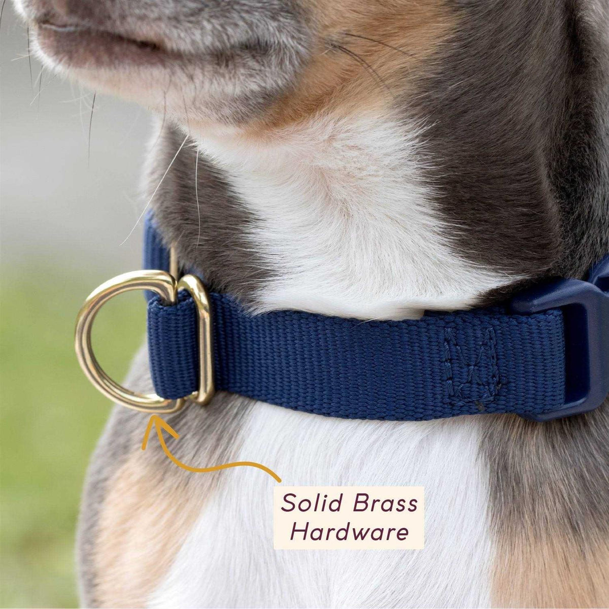 Standard Dog Collar D710
